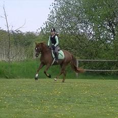 Anden særlig race Rinkenæs Chico - SOLGT