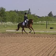 Anden særlig race Rinkenæs Chico - SOLGT