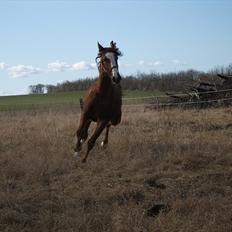 Anden særlig race Erika