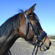 Tysk Sportspony Palma Nova