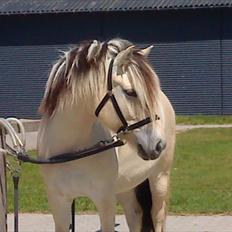 Fjordhest Højager's Lollypop [Tidl. passer]