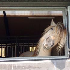 Fjordhest Højager's Lollypop [Tidl. passer]