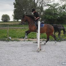 Dansk Varmblod Diamond [Tidl. Part]