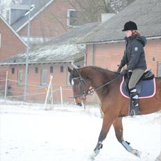 Dansk Varmblod Diamond [Tidl. Part]