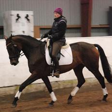 Dansk Varmblod Lacotte