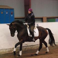 Dansk Varmblod Lacotte