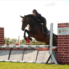 Dansk Varmblod Lacotte