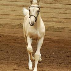 Palomino Brogaards Gold Magnum X