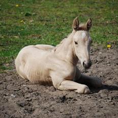 Palomino Brogaards Gold Magnum X