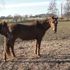 Anden særlig race Amanda *Gl. Part*