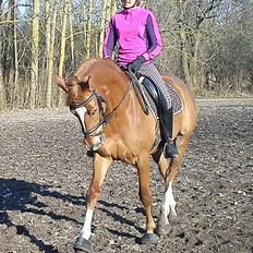 Dansk Varmblod Fresia