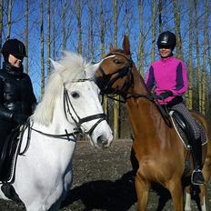 Dansk Varmblod Fresia