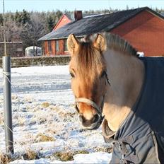 Anden særlig race Freja