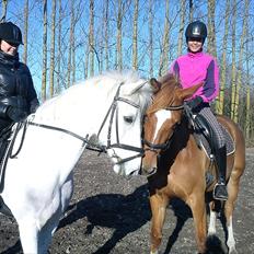 Dansk Varmblod Fresia