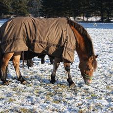 Anden særlig race Emmeli