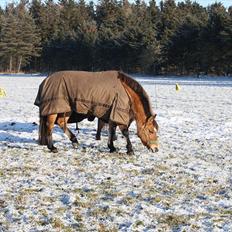 Anden særlig race Emmeli