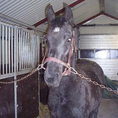 Barockpferd Felina Solgt