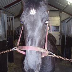 Barockpferd Felina Solgt