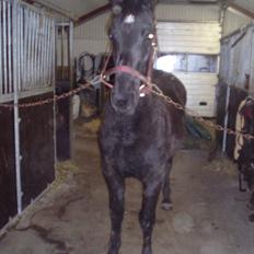 Barockpferd Felina Solgt