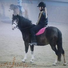 Welsh Mountain (sec A) Sunshine ~ Træner :-*.