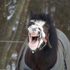 Welsh Mountain (sec A) Sunshine ~ Træner :-*.