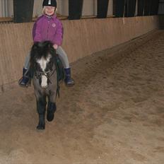 Anden særlig race Daisy