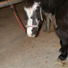 Anden særlig race Daisy