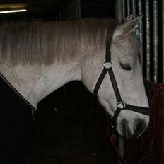 Anglo Araber (AA) Dancing Princess ( tidliger part)