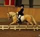 Tysk Sportspony FS Concorde SPH 179 R.I.P <3