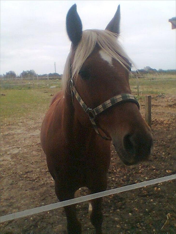 Traver Wisnu  - Velkommen Til Wisnu´s Profil. ;-) billede 1