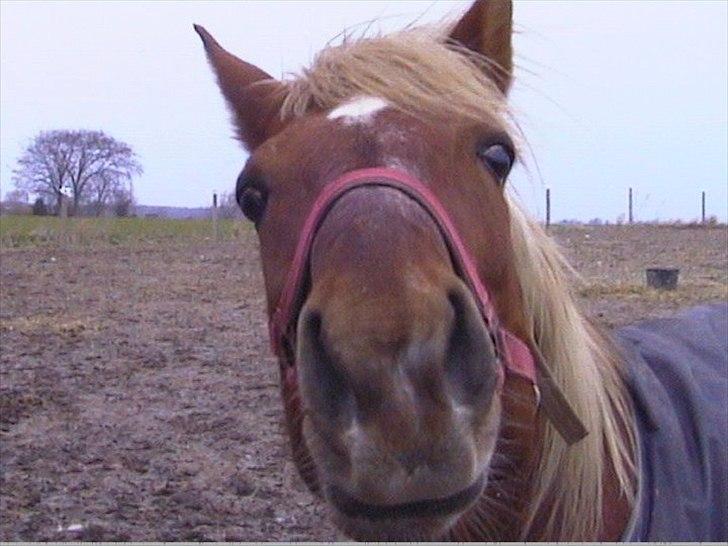 Traver Wisnu  - Han er altid så nysgerrig den dejlige dreng. ;-) billede 2