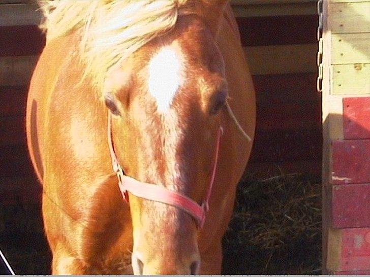 Traver Wisnu  - Dejlige dreng, du har en så lækker farve! ;-) billede 4