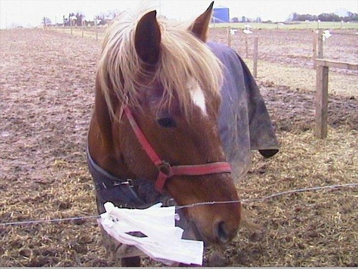 Traver Wisnu  - Bassen med dækken på. ;-) billede 5