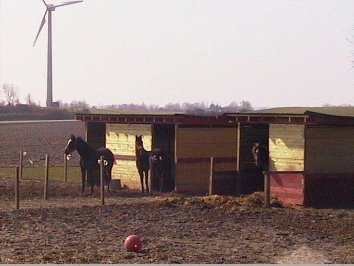 Traver Wisnu  - Wisnu, Fie og Oragel. -Fies mor. :-) billede 6