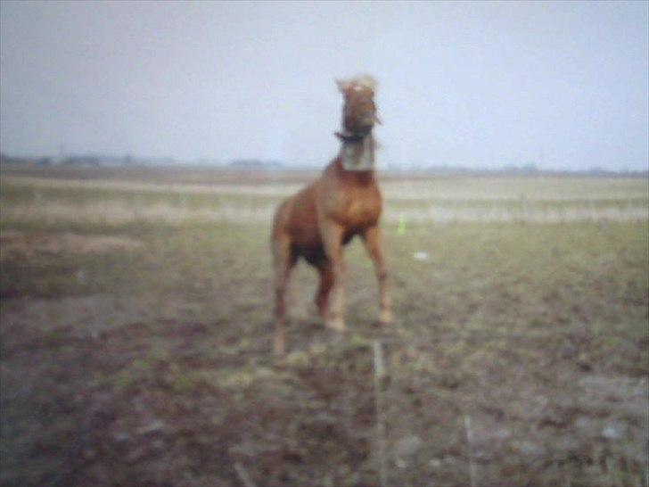 Traver Wisnu  - Fjolle hoved. :-) billede 7