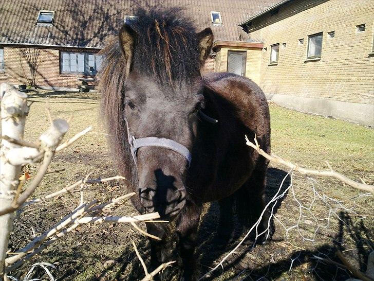 Miniature Frække Frida ;D  - Tjaaa.. hvorfor gå i folden´, hvis man kan gå i haven ? godt spørgsmål -.- <3 billede 9