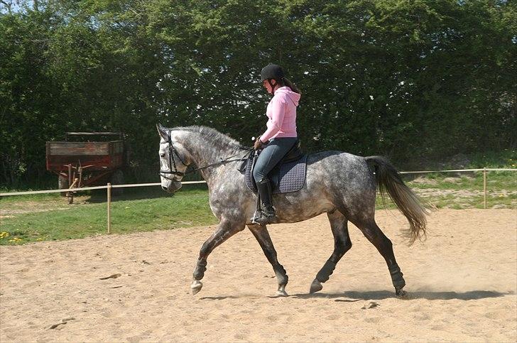 Dansk Varmblod Macon billede 1