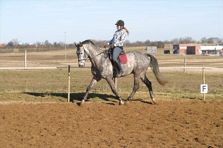 Dansk Varmblod Macon billede 2