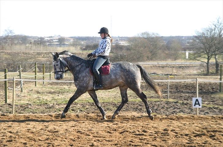 Dansk Varmblod Macon billede 3