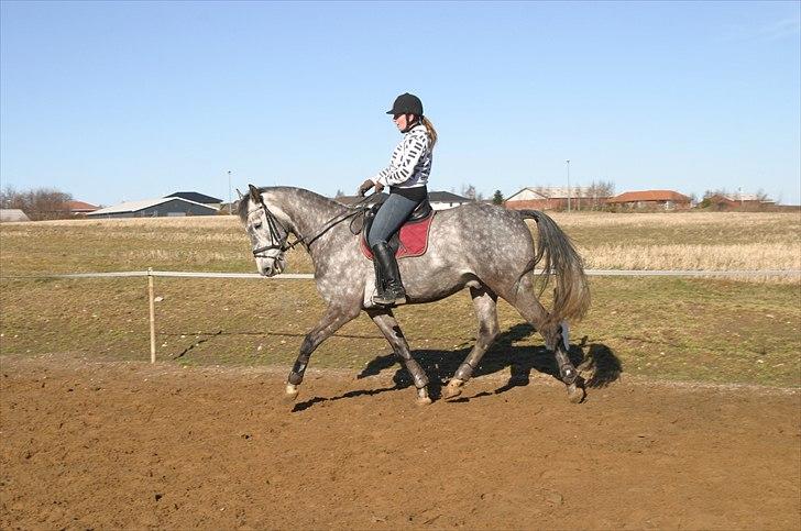 Dansk Varmblod Macon billede 4