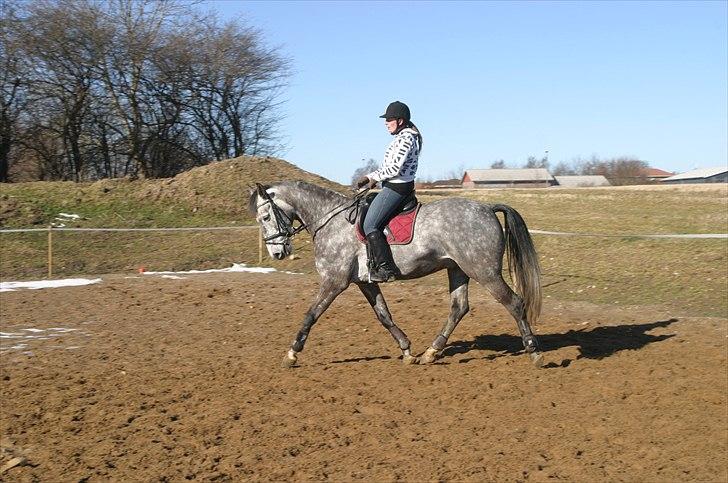 Dansk Varmblod Macon billede 5