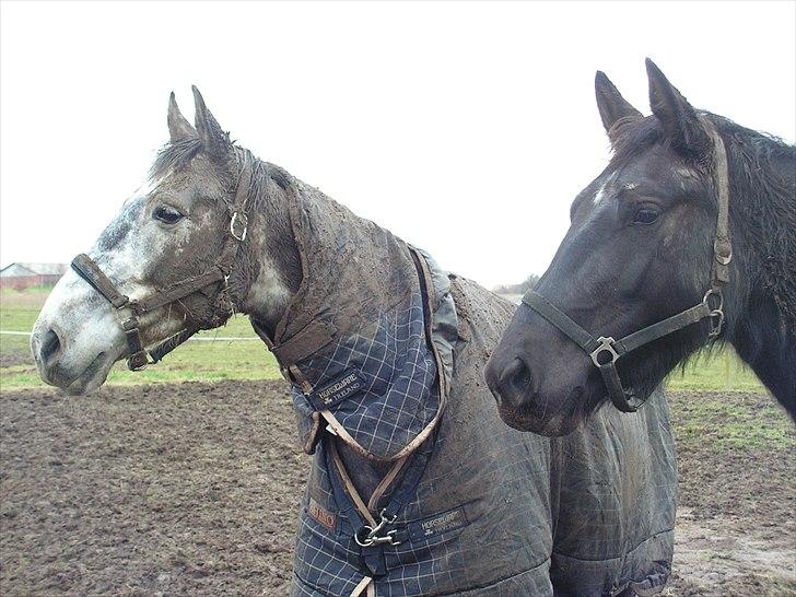 Dansk Varmblod Macon billede 6