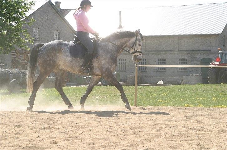 Dansk Varmblod Macon billede 7