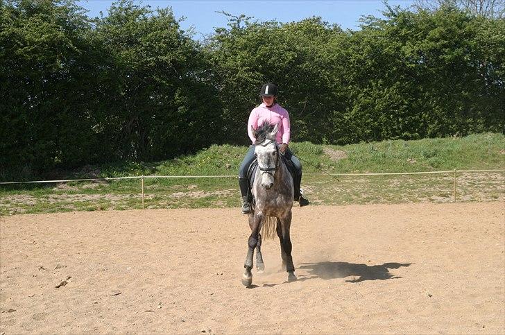 Dansk Varmblod Macon billede 8