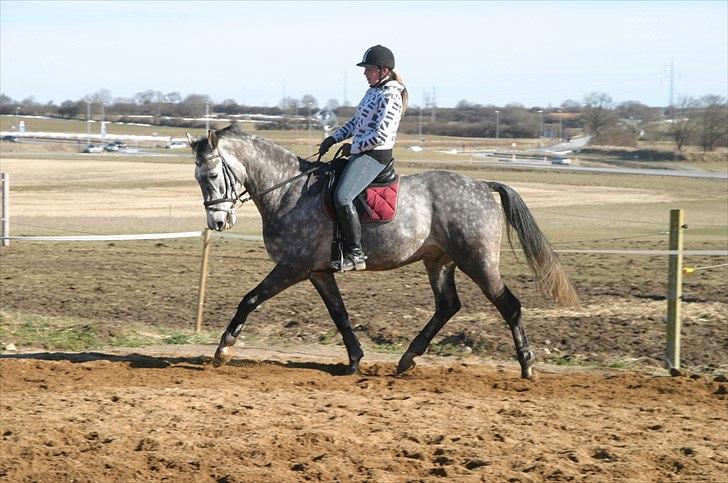 Dansk Varmblod Macon billede 9