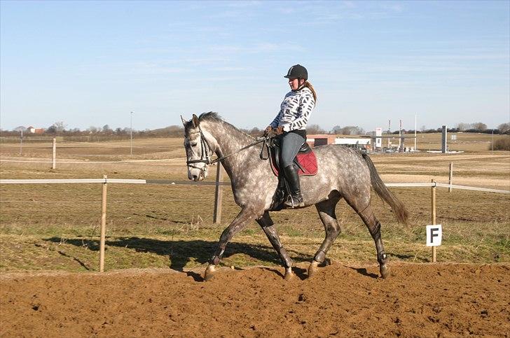 Dansk Varmblod Macon billede 10