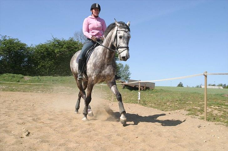 Dansk Varmblod Macon billede 11