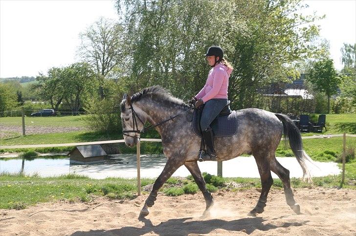 Dansk Varmblod Macon billede 12