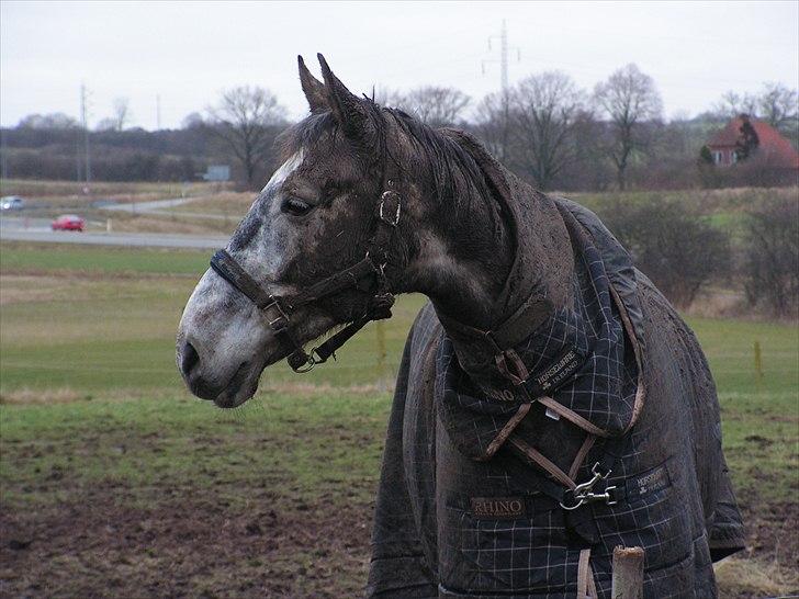 Dansk Varmblod Macon billede 13
