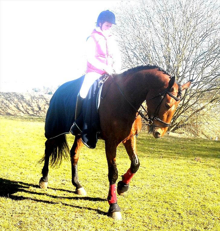 Dansk Varmblod Tatiana (Vildkat) - Efter La3 og La4 på Mønterhøj :D billede 17